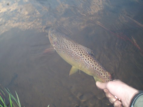 - Husk varsom behandling og nænsom genudsætning i de små åer
