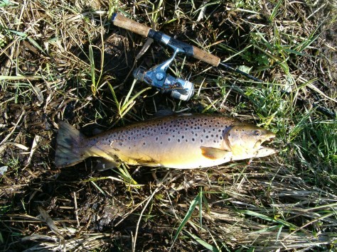 - U.L.-stangens første trofæ-fisk: Lækker vild Bækørred på ca. halvandet kilo og 54,0 cm