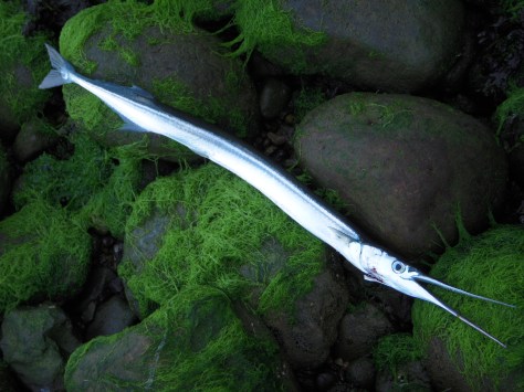 - Altid fedt at UL-fighte en hornfisk! (arkivfoto, ULFISK.com)