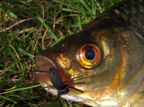 - Tørfluerne skal også snart finde frem.