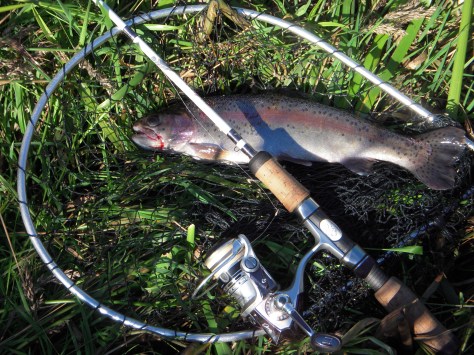 - En regnbue i denne størrelse er altså en rigtig god oplevelse på en UL-stang 