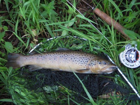 - Jeg var yderst tilfreds med at få lov til at låne denne fine bækørred