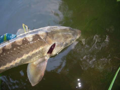 - Genudsætning af diamantstør - altid dejligt at se dem svømme roligt væk