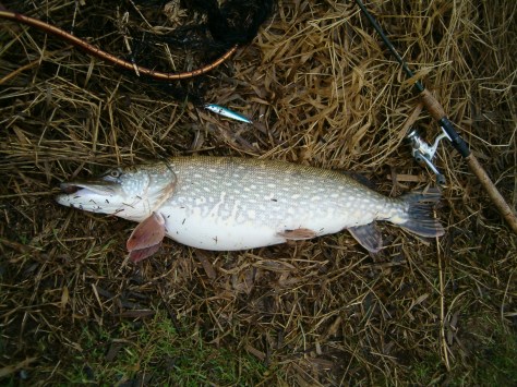 - En rogntung gedde-mama. - Marts rykker!