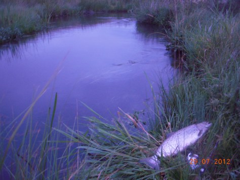 - Smukke blanke havørreder kan vi ikke få for mange af (arkivfoto, ULFISK.com)