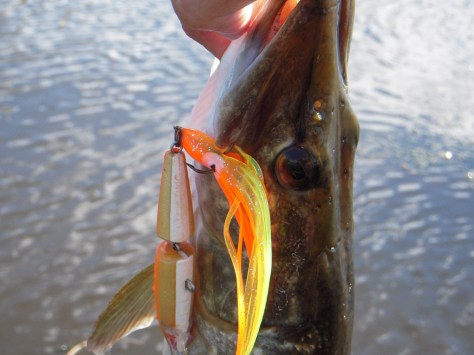 - En 60'er huggede straks efter et skift fra alm. wobler og blink til Squid-Rapala'en...  