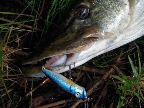 - Popperfiskeriet er vildt, voldsomt og ofte hamrende effektivt!