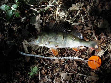 - Søen byder på et formidabelt aborrefiskeri. Desværre var de ikke særligt aktive i dag (arkivfoto)