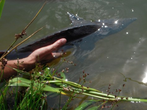 - Genudsætning af skøn Sibirisk Stør på 87 cm (Hollans 2013)