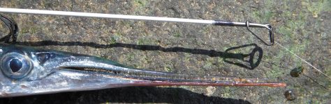 - Wildwings-spids sammenlignet med hornfiske-"spids". - Ligner en uafgjort...