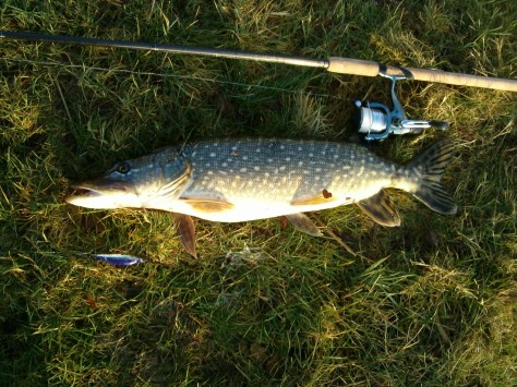 - Stærk og velnæret 3 kilos fra "P-Kanalen"