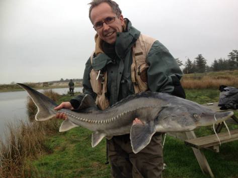 - Belugastør, 140,0cm/13000gram, Loch Nees/2014. Længste og tungeste fisk jeg har fanget.