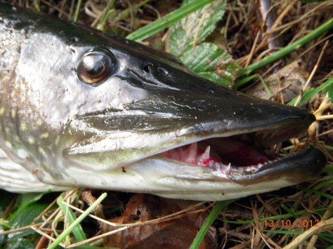 - Elsker det der overflade-hapseri... (arkivfoto/ULFISK.com)