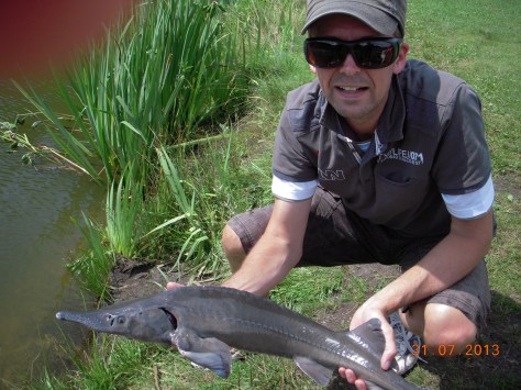 - Virkelig fin sibirisk stør. - Findes desværre ikke i de jyske Størvande