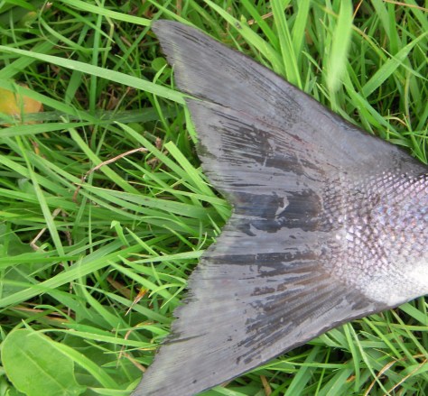 - Laksefeberen stiger kraftigt og kulminerer medio april