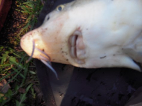 - En Størmund (her en Diamant-Stør) er som skabt til at "støvsuge" søbunden for lækkerier.