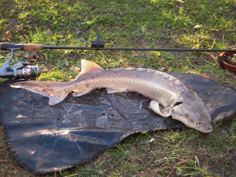 - Herning-Diamant på 82,0cm