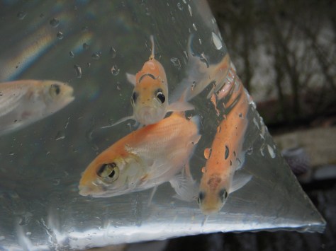 - Som min piger siger: "Årrrh de har øjenskygge på" - tøsebørn altså...