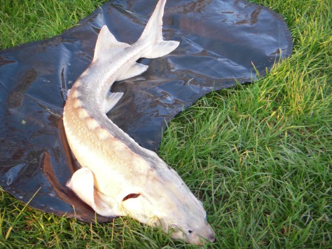 - Fin 80 cm Diamant, som var lige så ustyrlig på måtten som under fighten