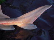 - Fedt for Nordjyderne!