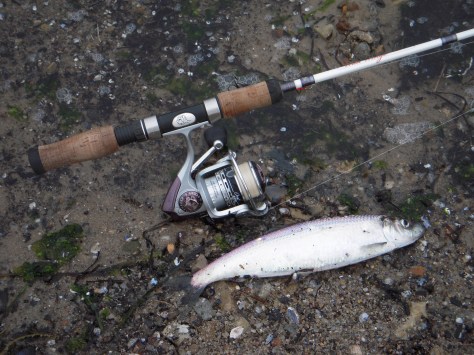 - Ganske habile sild op til 29 centimeter. - God UL-sport!