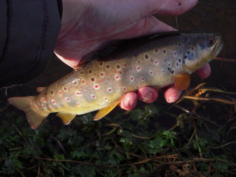 - Jeg bliver aldrig træt af at glo på en vild bækørred...