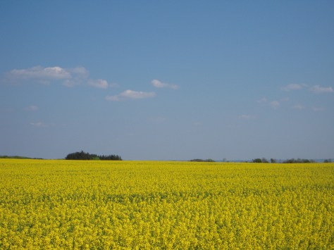 - En knaldgul rapsmark kan få mit forårshumør helt op på kogepunktet :-)