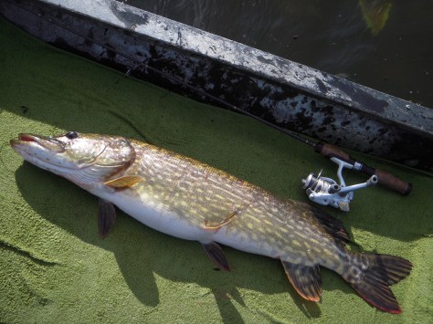 - Første af fire dejlige gedde-mamas i båden. Super snitlængde på 83 cm.