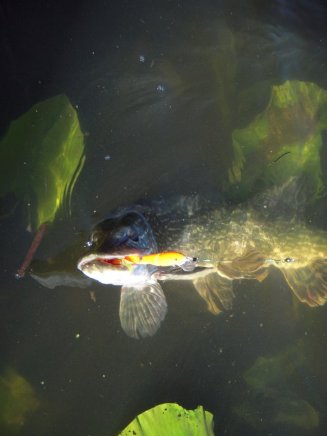 - Haps Haps! - Gedderne er sultne i maj