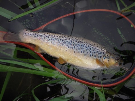 Kort efter var dagens første - og mindste - tykmavsede bækørred på land: 33 centimeter