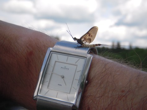 - Majfluetid (arkivfoto, ULFISK.com)