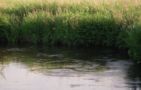 - En serie gode takes indikerede rigtig god og pænt majflue-elskende fisk