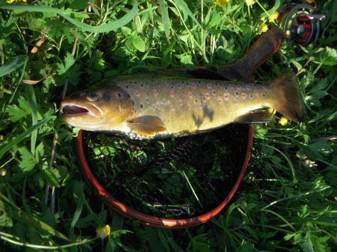 - Ikke just Sydamerika, men min Sydjyske perle disker snart op med tørflue-lir (arkivfoto /ULFISK.com)