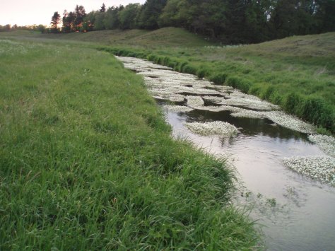_ En dejlig å som denne aften bød på en fantastisk overraskelse...