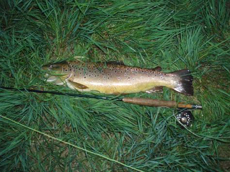 - Sønderjysk sensationsfangst: Bækørred på majflue - 53,0 cm og anslået 1,8 kilo