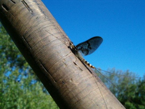 - Oh Majflue - du skjønne og stolte Danica... - We loooove you!