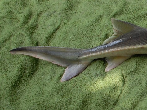 - Jeg skulle åbenbart lige hilse på et par af størenes venner inden...