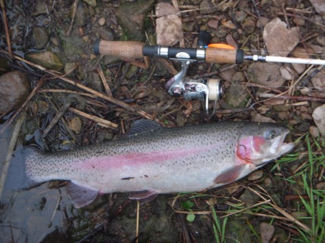 - Desværre viser fotoet ikke den LYSE-blå ryg den havde. - Måske på grund af søens brakvand? 