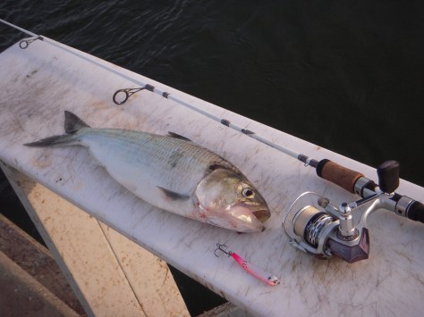 - Sjove arter som ex. sømrokke, flodkrebs, rødtors eller som her: stavsild, er altid spændende at lande