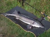 - Ganske fin måtte :-)