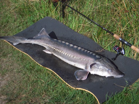 - 10 kilo råstyke på måtten i form af en imponerende Beluga på 128 cm