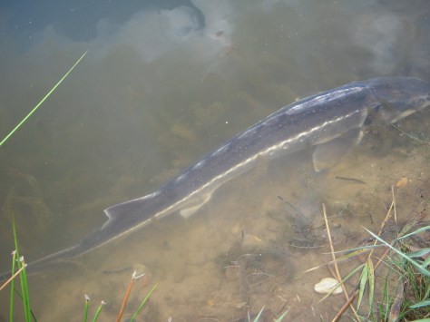 - Restituerende stør i vandkanten efter en brav fightindsats. Ganske normal adfærd!