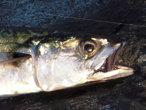 - Alle makrellerne lå på knapt 40 centimer - de små 30 cm "tusindbrødre" så jeg ikke noget til