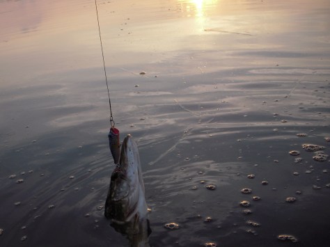 - Fin Karlsgårdegedde som lettede "røven" efter en minipopper (Arkiv ULFISK.com)