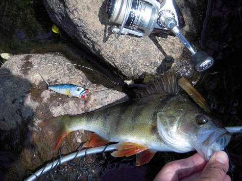 - Barndommens favoritfisk tager sig nu altid godt ud på billeder