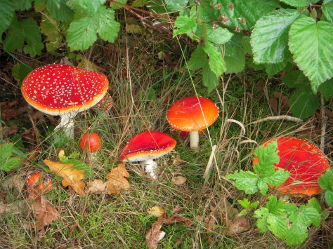 - Det smukke efterår er over os - det er bare med at komme ud til vandet :-)