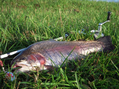 - Super omgang "fun-fishing", og god U.L.-træning i at tumle tunge å-fisk