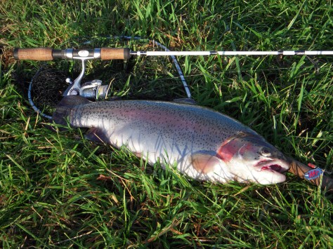 - En velproportioneret regnbue har snuppet en sølvfarvet Fast Attack-spinner