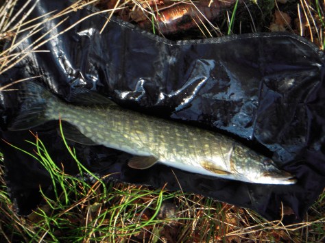 - Typisk slank Engsø-gedde på godt og vel 60 cm