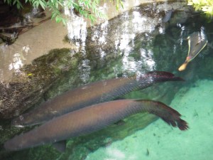 - Fantastiske XL Arapaimaer